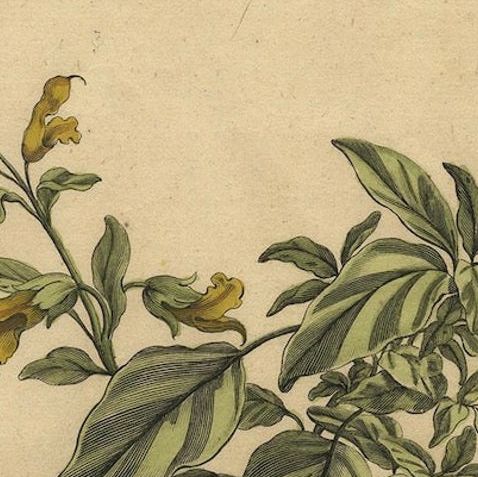 Botanical Illustration of Yellow Variegated Sage from Munting’s 1696 Herbal, close-up 5