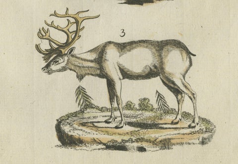 Original Hand Colored Antique Engraving of Reindeer, Published circa 1820, close-up 1