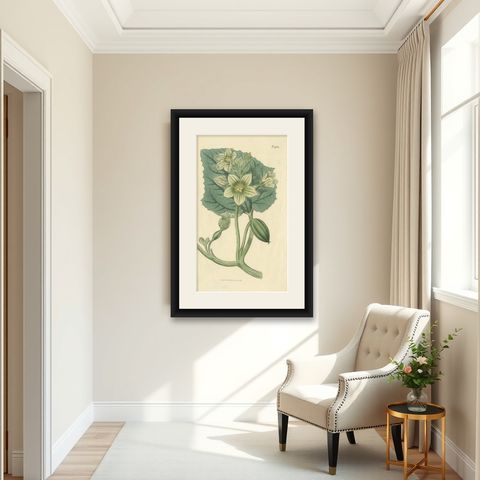 Antique Botany Print of Ecballium Elaterium by Curtis, 1817, shown framed in a room