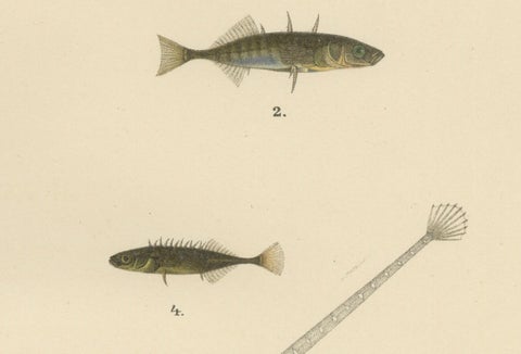 Sticklebacks and Pipefish - Graceful and Intricate Scandinavian Fish Litho, 1895, close-up 1