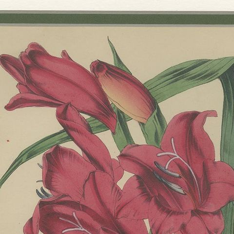 Antique Botany Print of Gladiolus Varieties by Cheffins 'c.1850', close-up 1