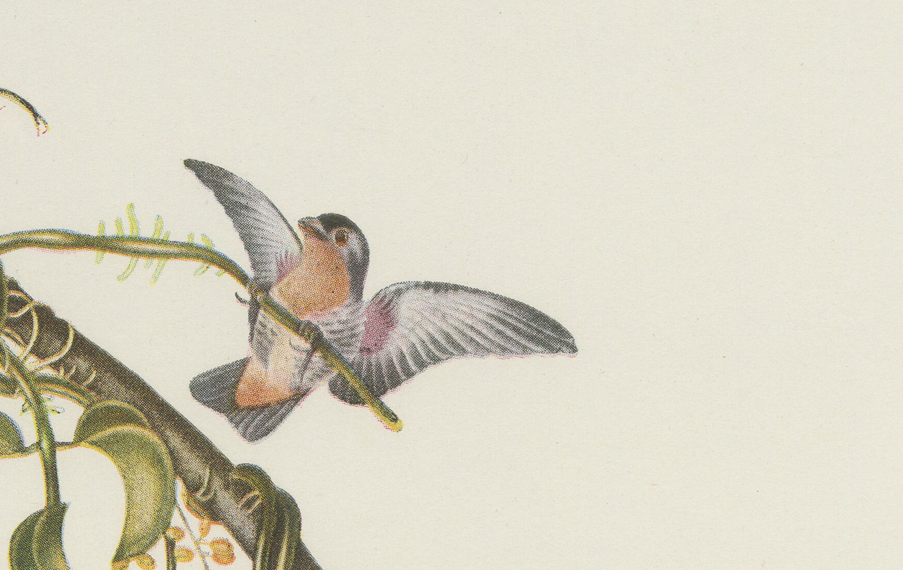 Hummingbirds, Brazilian Bird Print, Descourtilz, 1944, view 3