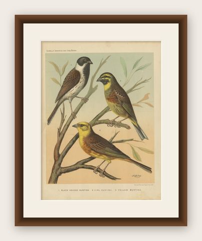Antique Bird Print of the Black Headed Bunting, Cirl Bunting, Yellow Bunting, shown framed