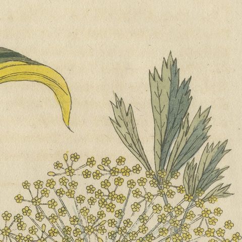 Galbanum and Hungarian Gentian, Antique Bertuch Print, circa 1805, close-up 6