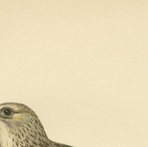 Antique Bird Print of the Rough-Legged Hawk, '1929', close-up 1