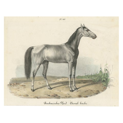 Antique Horse Print of a Barbary Horse, circa 1827