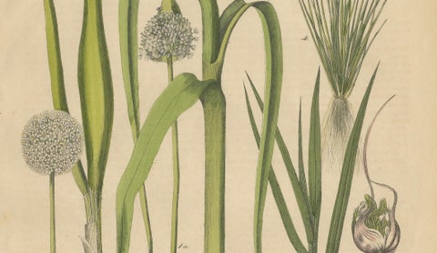 Antique Onion and Leek Botanical Print, Kitchen Garden Study, 1852, close-up 3
