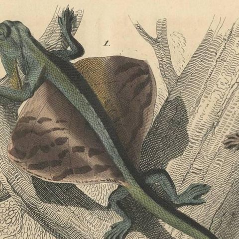 Antique Animal Print of various Amphibians by C. Hoffmann, 1847, close-up 1