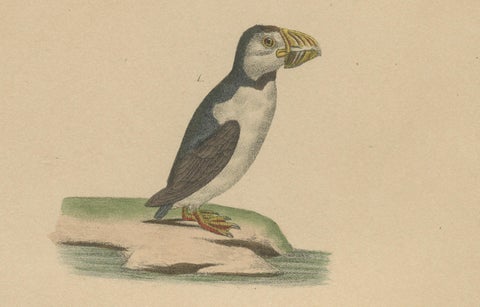 Atlantic Puffin & Tufted Puffin, Antique hand-coloured lithograph, c.1828, close-up 2