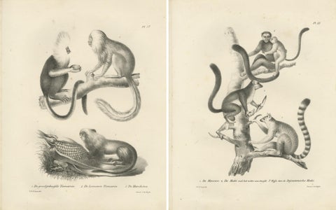 Golden-crested, Lion Tamarin & Lemur Species, Lithographs by C.C. Last, 1836, view 4
