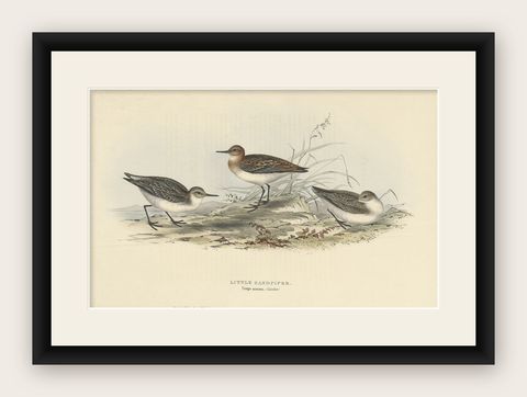 Antique Bird Print of the Little Sandpiper by Gould, 1832, shown framed