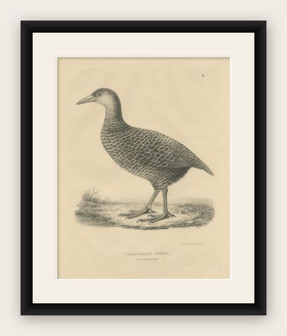 Antique Bird Print of a Weka by Severeyns 'c.1850', shown framed