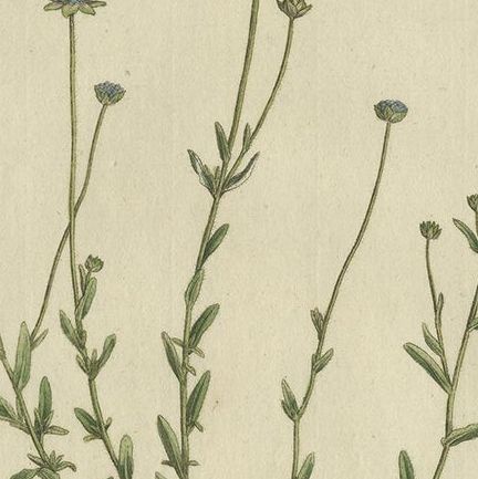 Antique Botany Print of the Jasione Montana by Curtis, circa 1777, close-up 1