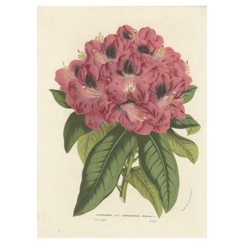 Stamford Rhododendron: Hand-Colored Lithograph by Louis van Houtte, 1855