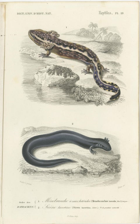 Set of 3 Antique Prints of a Chameleon and Other Reptiles, view 4