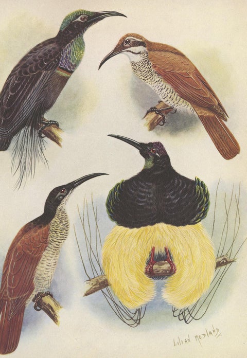 Antique Print of the Magnificent Rifle Bird & the Twelve-Wired Bird of Paradise, view 4