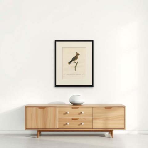 1807 Cedar Waxwing Print - Original Handcolored Bird Illustration by Vieillot, shown framed on a wall