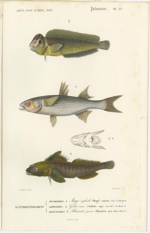 Set of 9 Antique Prints of Various Handcolored Fish Species, view 8