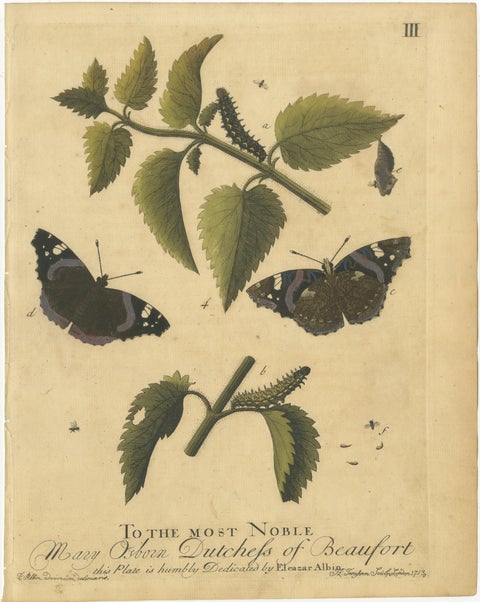Early English Butterflies, Large White, Peacock & Red Admiral, Albin 1720, view 4