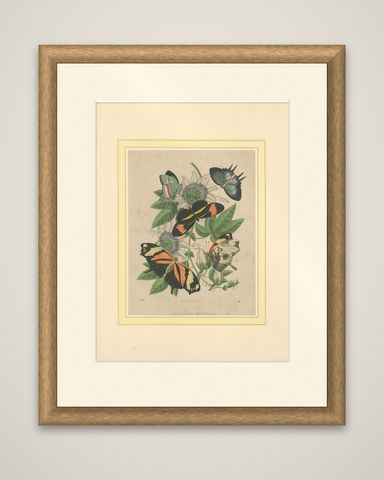 1867 Hand-Colored Lithograph of South American Butterflies and Passionflower, shown framed