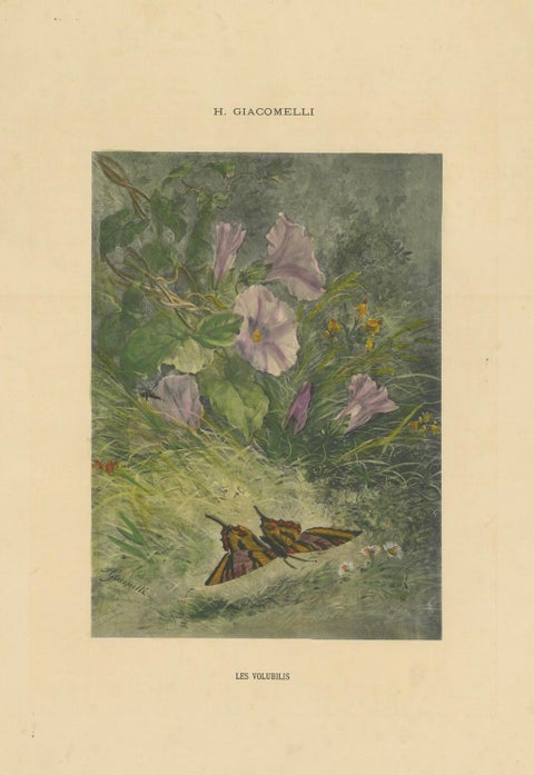 Morning Glories with Butterfly - Giacomelli’s Nature Print, Circa 1891, close-up 5