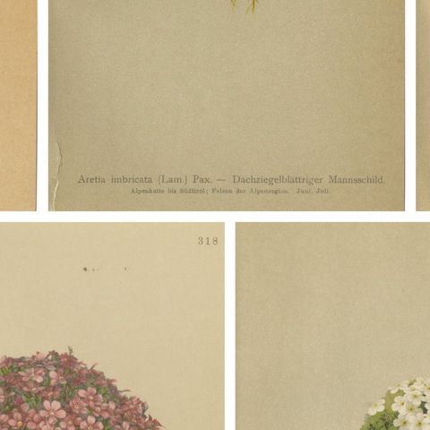 Alpine Botanical Prints Set of 5, Aretia & Douglasia, Antique Chromolithos, 1897, close-up 2