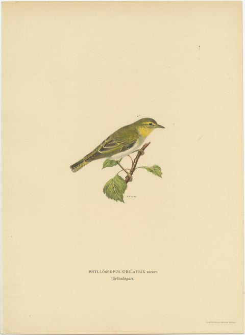 Melody in Green: Vintage Bird Print of The Wood Warbler by M. von Wright, 1927, view 2