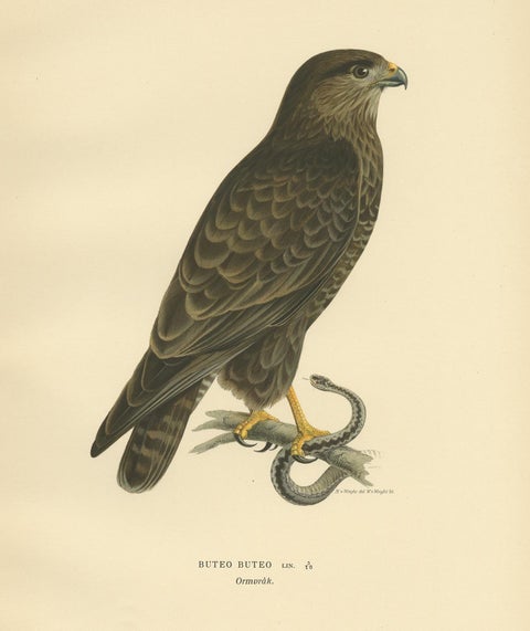 Antique Bird Print of the Common Buzzard by Von Wright, '1929', view 4