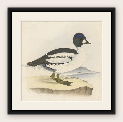 Antique Bird Print of a Duck, C.1840, shown framed