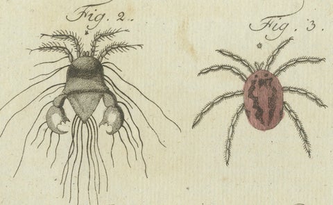 Mites and Spiders: Hand-Colored Engraving from Bertuch's Bilderbuch für Kinder, close-up 5
