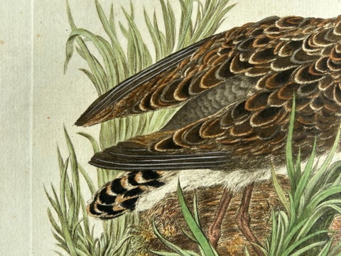 Ruff Bird Print with Nest, Tringa Pugnax by Nozeman and Sepp, 1770, view 4