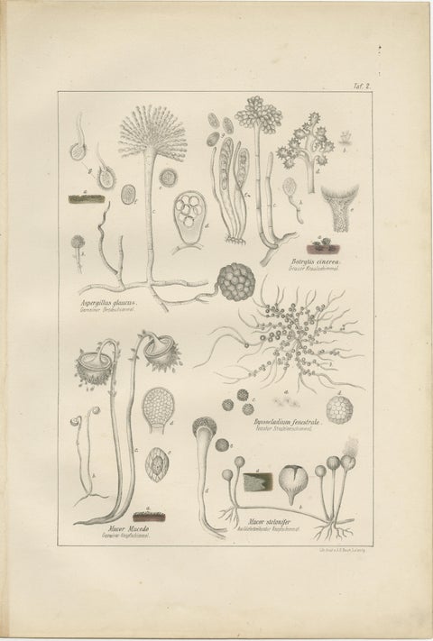 Set of 5 Antique Mycology Prints of Various Fungi, 1875, view 5