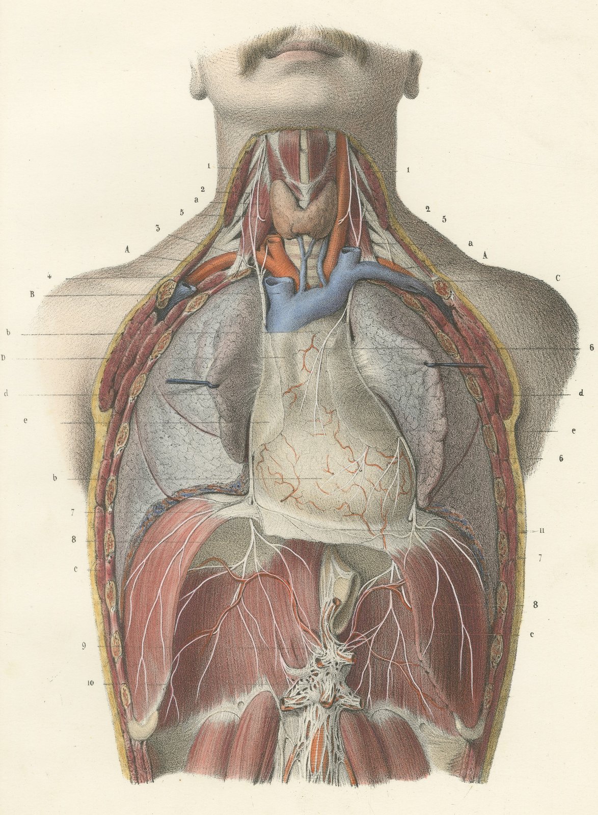 The Phrenic Nerves and the Opened Thorax, Antique Hirschfeld Anatomy Print, 1866