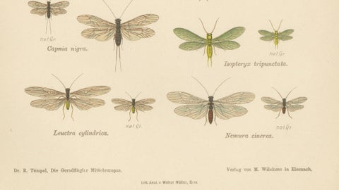 Set of Two Entomological Lithographs from Die Geradflügler, Germany, 1908, close-up 6