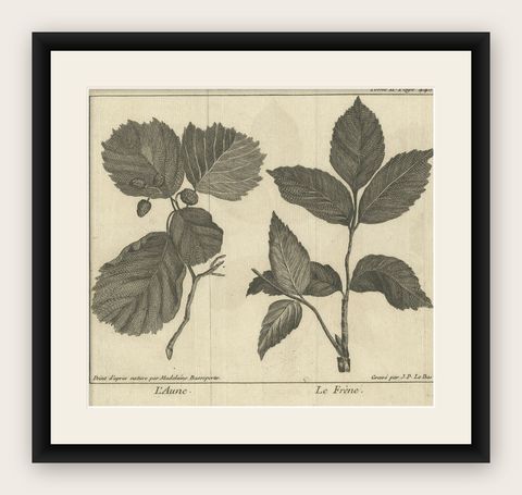 Antique Botany Print of Alnus And Fraxinus by Le Bas, 1752, shown framed