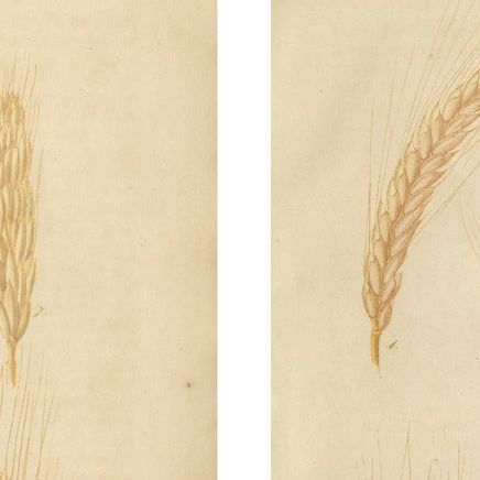 Antique Grain Studies, Wheat Varieties Botanical Lithographs, Calwer 1852, close-up 1