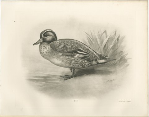 Teal Drake by the Reeds, Plate CLXXVI after Lilian Medland, c. 1909, view 2