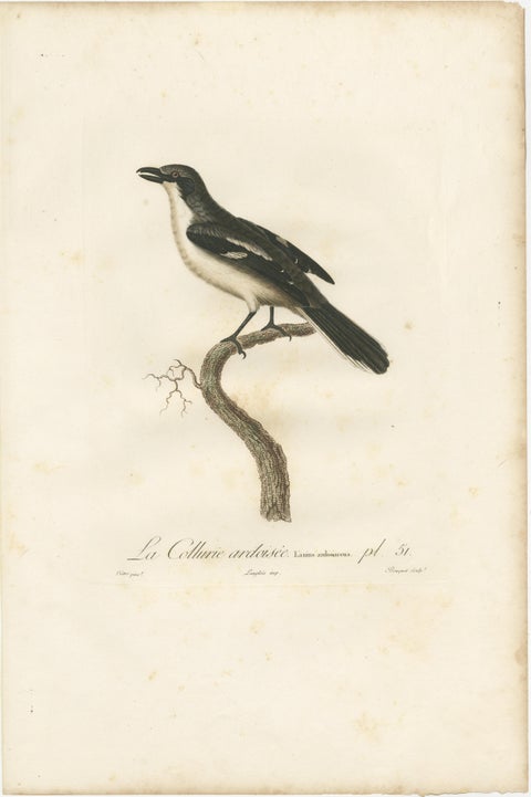 Original Shrike Illustration - 'La Collurie ardoisée' Handcolored Print, 1807, view 2