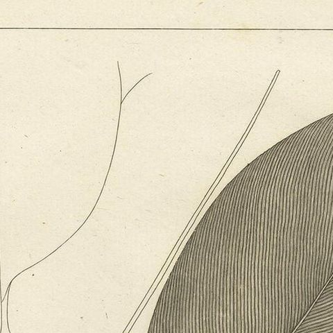 Antique Print of a Thalia Plant Species by Symes '1800', close-up 1