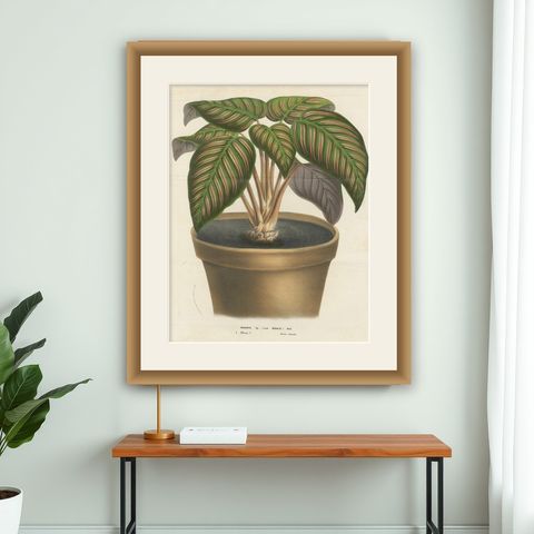 Regal Prayer Plant: Hand-Colored Lithograph by Louis van Houtte, 1855, shown framed on a wall