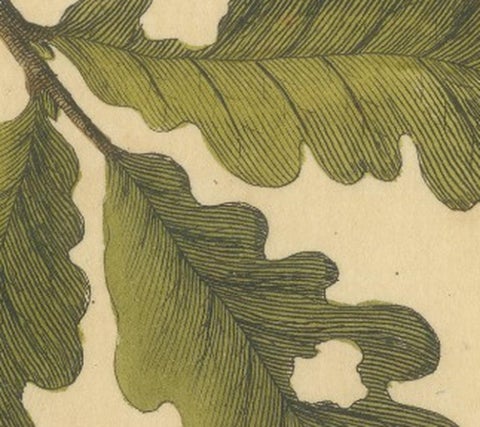 English Moths and Caterpillars on Oak & Bramble, Antique Insect Engraving, 1720, view 6