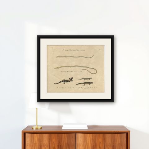 Antique Salamander & Reptile Lithograph by Karl Joseph Brodtmann, 1816, shown framed on a wall