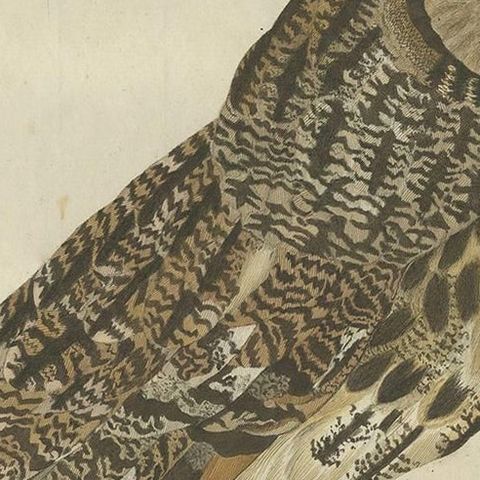 Strix Otus, Antique Long-Eared Owl Print by Nozeman & Sepp, 1809, close-up 1