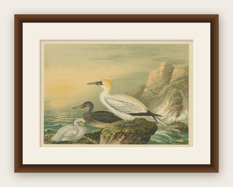 Antique Bird Print of Northern Gannets on Cliffside at Sunset, 19th Century, shown framed
