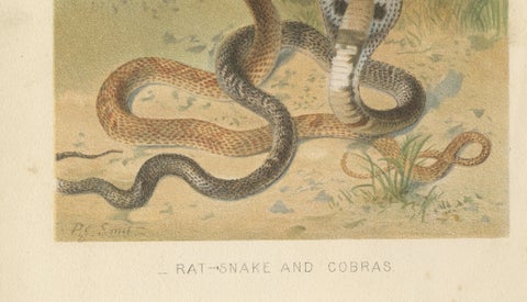 Rattlesnake and Cobras, Antique Reptile Natural History Print, c.1895, close-up 4