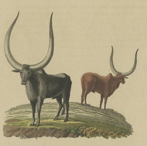 Original Hand-Colored Antique Print of a Sanga Ox 'Bos Africanus' of Africa, close-up 1