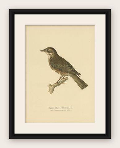 Antique Bird Print of a Hybrid Fieldfare and Song Thrush by Von Wright, 1927, shown framed