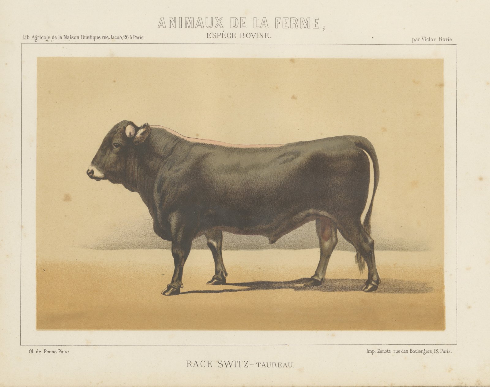 Schwyz Bull, Swiss Brown Cattle Chromolithograph by Olivier de Penne, 1863