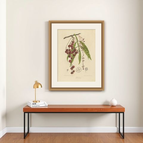 Otophora Alata Antique Lithograph Print, Circa 1875, Botanical Art, shown framed on a wall