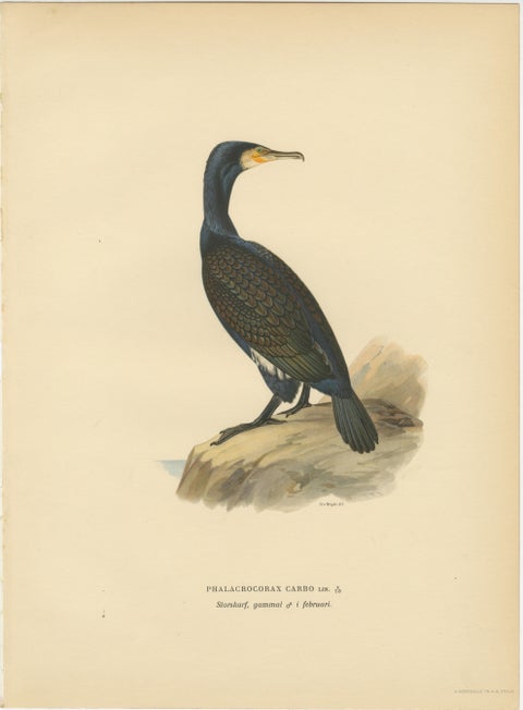 Antique Cormorant Bird Lithographs Set of 3, Scandinavian Birds Sweden 1929, view 2